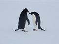 Adelie penguins 17